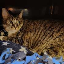 Thumbnail photo of Little Foot #1