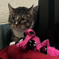 Thumbnail photo of Little Foot #2