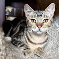 Thumbnail photo of Orbit #1