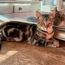 Thumbnail photo of Orbit #2