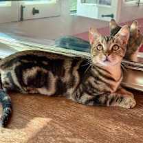 Thumbnail photo of Orbit #3