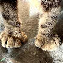 Thumbnail photo of Orbit #4