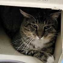 Thumbnail photo of Danny (Working Cat) #1