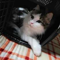 Thumbnail photo of Toast (Bonded w/Pancake) #1