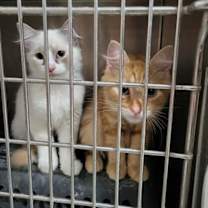 Thumbnail photo of Maxwell (Bonded with Kit) #2