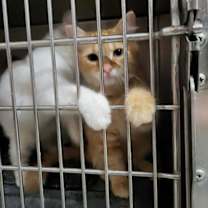 Thumbnail photo of Maxwell (Bonded with Kit) #4