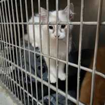 Thumbnail photo of Kit (Bonded with Maxwell) #4