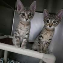 Thumbnail photo of Elysian-Bonded to Hazy #1