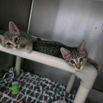 Thumbnail photo of Elysian-Bonded to Hazy #2