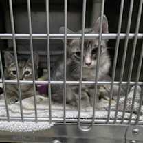 Thumbnail photo of Elysian-Bonded to Hazy #3