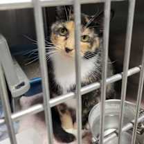 Thumbnail photo of Mia #3