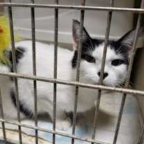 Thumbnail photo of Celly #2