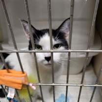 Thumbnail photo of Celly #3