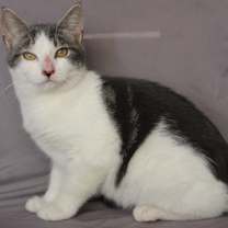 Thumbnail photo of Holy Cow #1