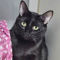 Thumbnail photo of Eve & Hallow (Bonded pair) #3