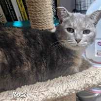 Thumbnail photo of Rose #3