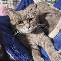 Thumbnail photo of Rose #4