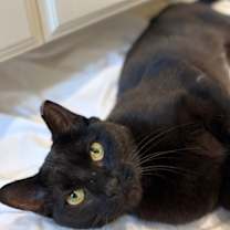 Thumbnail photo of Sisha #1