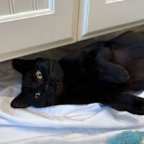 Thumbnail photo of Sisha #3