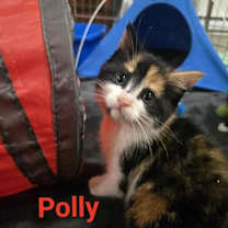 Thumbnail photo of Polly And Bugs #1