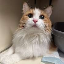 Thumbnail photo of Claudia #2