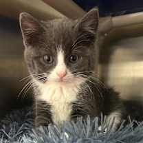 Thumbnail photo of Yasha #1