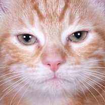 Thumbnail photo of Daggett - Andrea foster #2