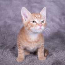 Thumbnail photo of Daggett - Andrea foster #3