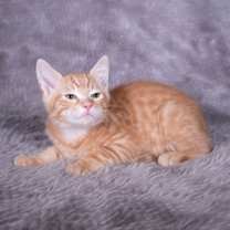 Thumbnail photo of Daggett - Andrea foster #4