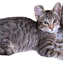 Thumbnail photo of Frito #4