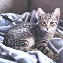 Thumbnail photo of Frito #1