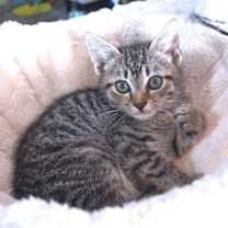 Thumbnail photo of Frito #2