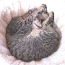 Thumbnail photo of Frito #3