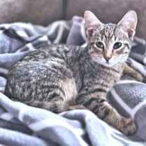 Thumbnail photo of Charlie #1