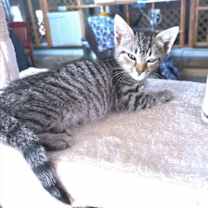 Thumbnail photo of Charlie #2