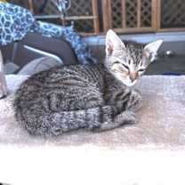 Thumbnail photo of Charlie #3