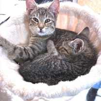 Thumbnail photo of Charlie #4