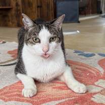 Thumbnail photo of Lucky #2