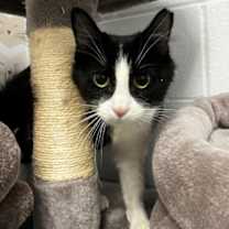 Thumbnail photo of *Panda* #1