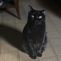 Thumbnail photo of Morgana #3