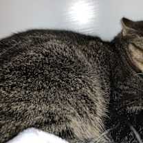 Thumbnail photo of Ricci #1