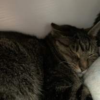 Thumbnail photo of Ricci #2