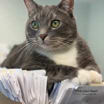 Thumbnail photo of Mickey #1