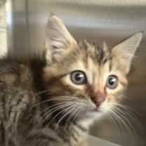 Thumbnail photo of Head Light #1