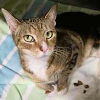 Thumbnail photo of M.A.C. #2