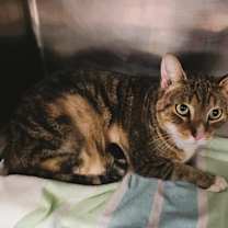 Thumbnail photo of M.A.C. #3