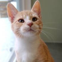 Thumbnail photo of Lewey #2