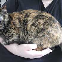 Thumbnail photo of Roxy #1