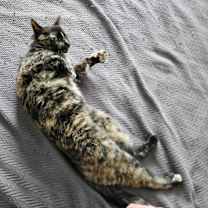 Thumbnail photo of Roxy #2