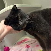 Thumbnail photo of Ambrosia #1